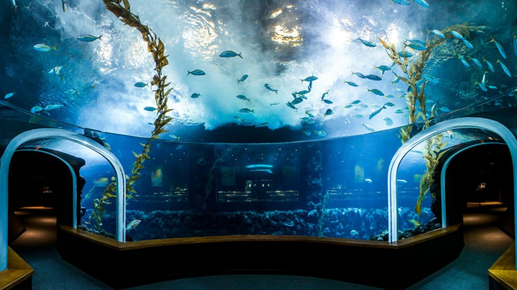 Poema del Mar - Aquarium Gran Canaria: Skip The Line Ticket (Admission) - 2