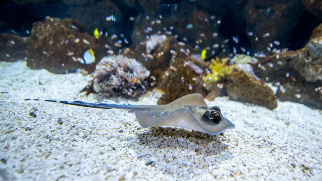Poema del Mar - Aquarium Gran Canaria: Skip The Line Ticket (Admission) - 3