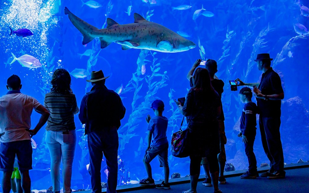 Poema del Mar Aquarium Tickets (Residents) - 3