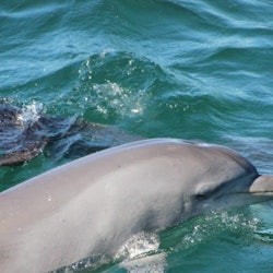 Port Stephens: Day Tour from Sydney + Dolphin Watching Cruise - 1