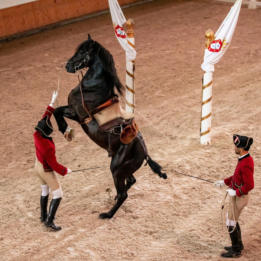 Portuguese School of Equestrian Art: Morning Training - North Stall - 2