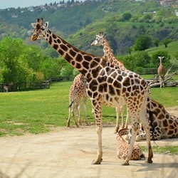 Prague Zoo & River Cruise to the Zoo - 1