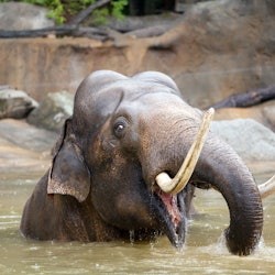 Prague Zoo & River Cruise to the Zoo - 2