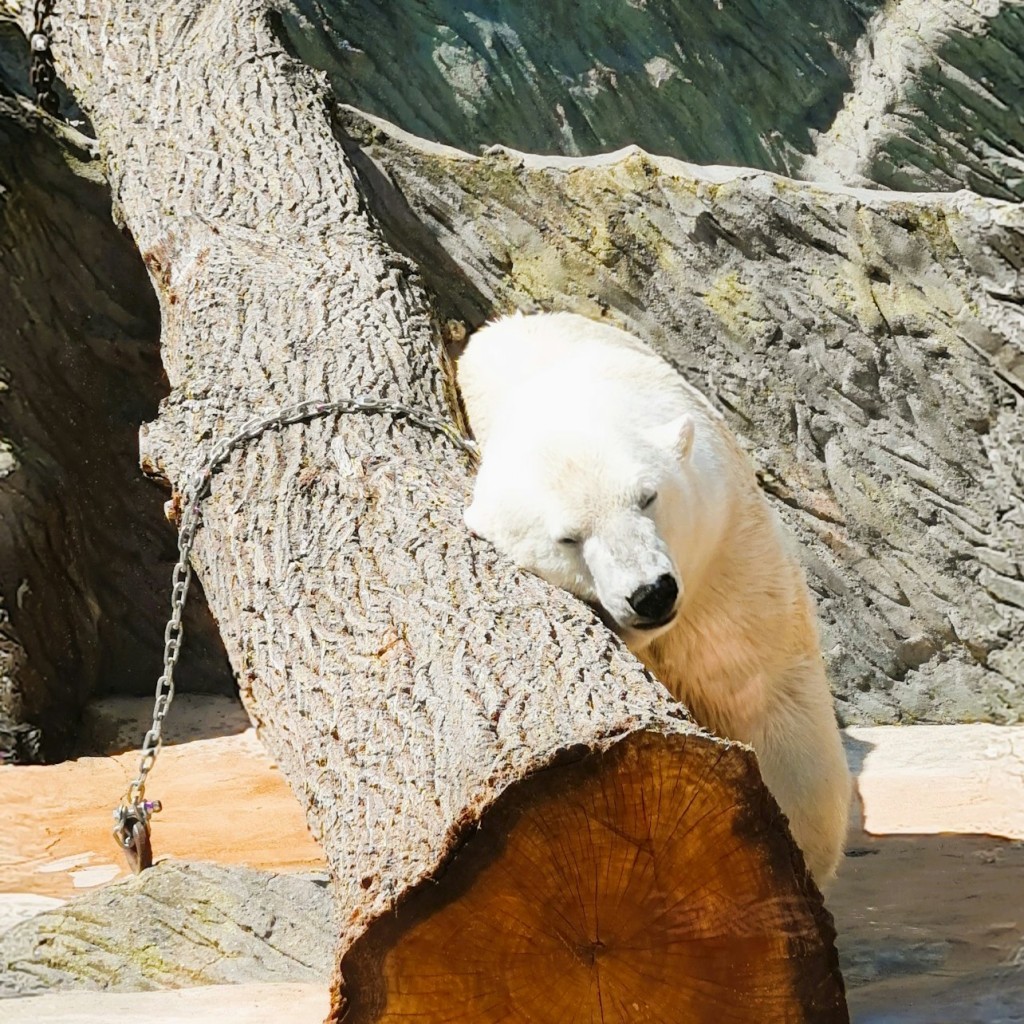 Prague Zoo: Roundtrip Transport + Audio Guide - 1