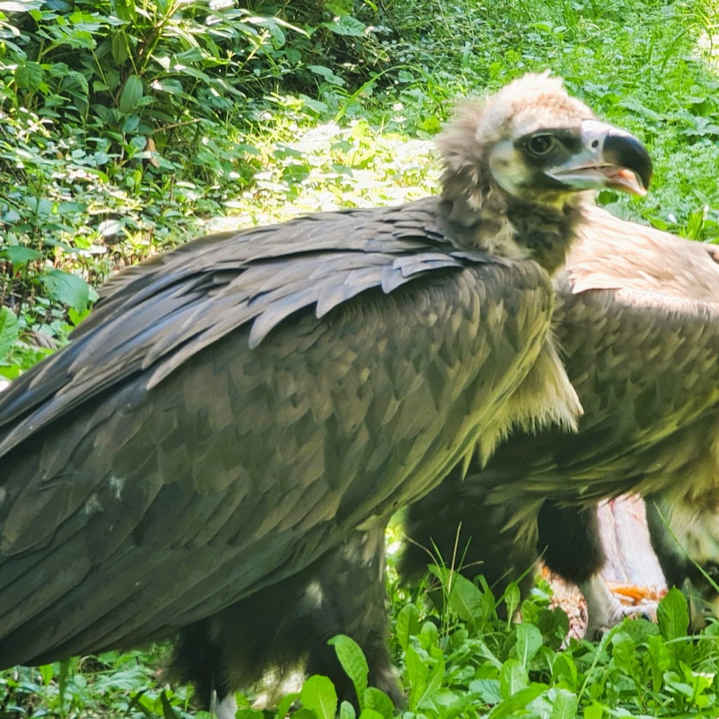 Prague Zoo: Roundtrip Transport + Audio Guide - 3