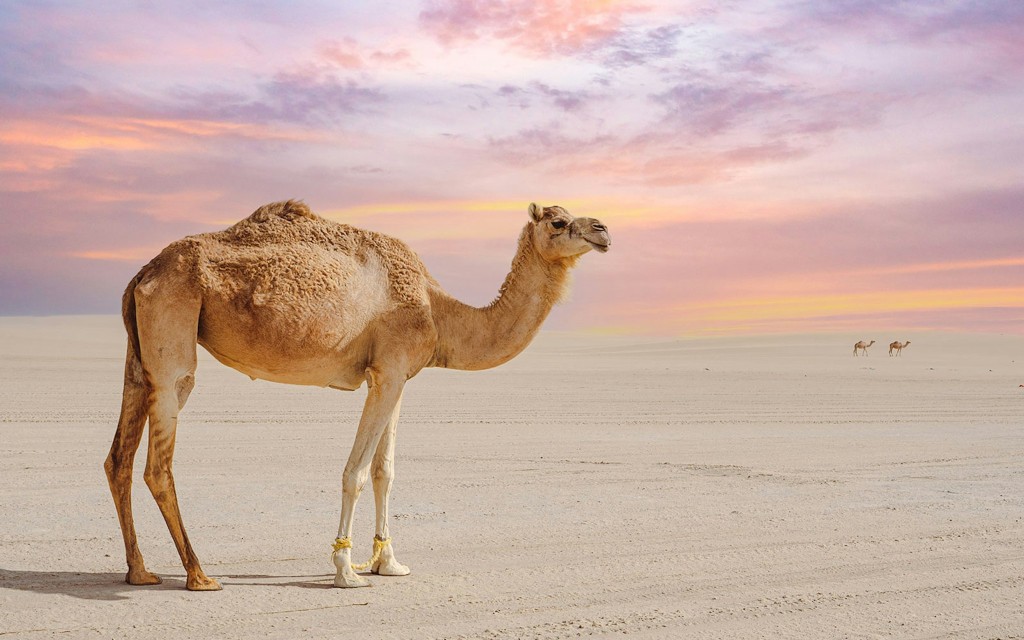 Premium Doha Desert Safari with Dune Bashing, Sandboarding, Camel Ride, Quad Biking & Inland Sea (All Inclusive Half Day Desert Safari (Meeting Point) ) - 2