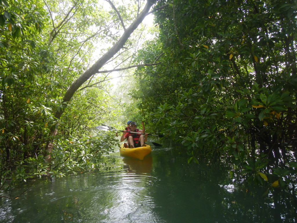 Pulau Ubin Kayaking (Pulau Ubin Mangrove Kayaking (Morning)) - 3