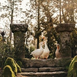 Quinta da Aveleda: Visita a la finca con cata de vino verde - 2