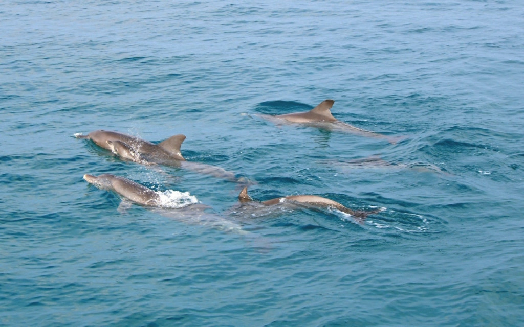 (푸켓 출발) 라야노이, 라야야이, 마이톤 섬 스노클링 투어 (Raya Noi, Raya Yai, and Maiton Island Snorkelling Tour by Speedboat (Thai Citizens)) - 2