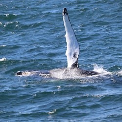 Reykjavik: Guided Whale Watching Tour - 2