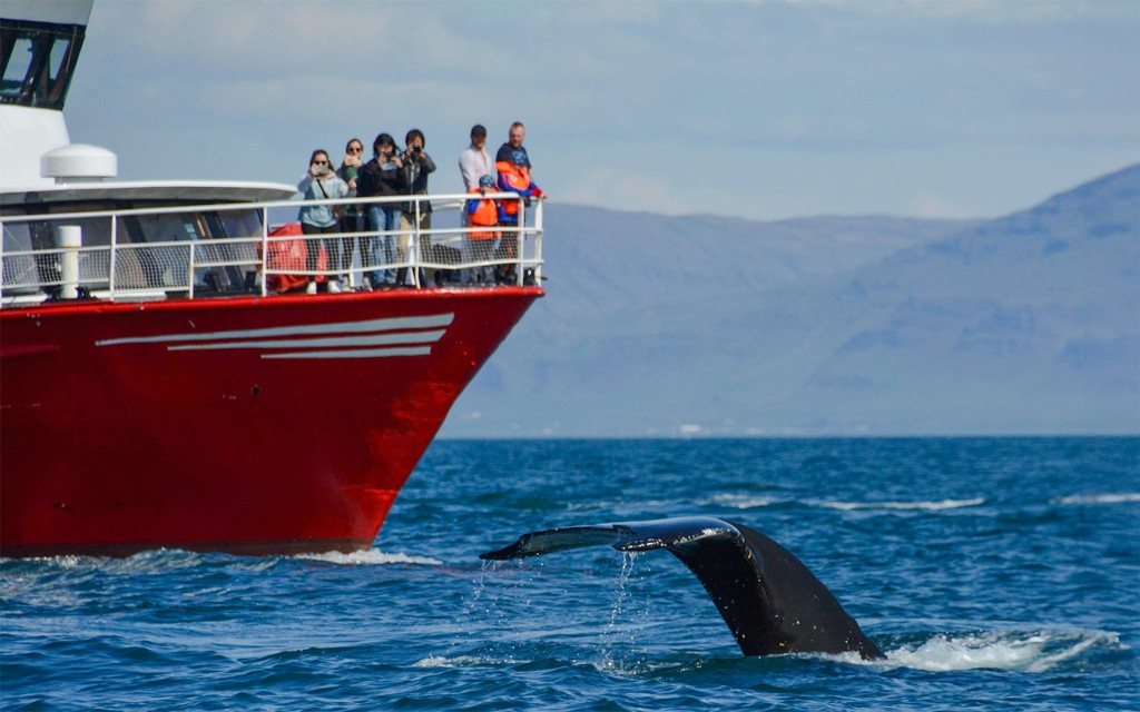 Reykjavik: Die originelle 3-stündige Walbeobachtungstour (Reykjavik: The Original 3-Hour Whale Watching Tour) - 1