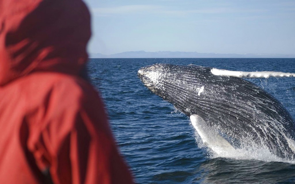 Reykjavik: Die originelle 3-stündige Walbeobachtungstour (Reykjavik: The Original 3-Hour Whale Watching Tour) - 2