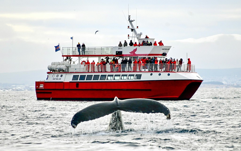 Reykjavik: Die originelle 3-stündige Walbeobachtungstour (Reykjavik: The Original 3-Hour Whale Watching Tour) - 3
