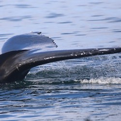 Reykjavik: Whale Watching & Northern Lights Combo Cruise - 1