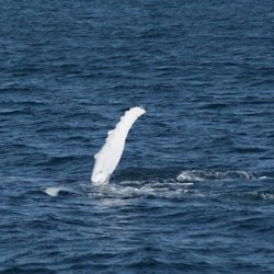 Reykjavik: Whale Watching & Northern Lights Combo Cruise - 3