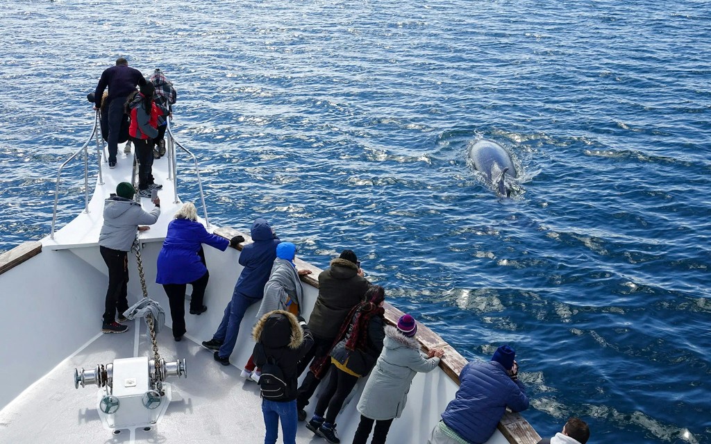 Reykjavík: Walbeobachtung auf einer Luxusjacht (Reykjavik: whale watching on luxury yacht) - 2