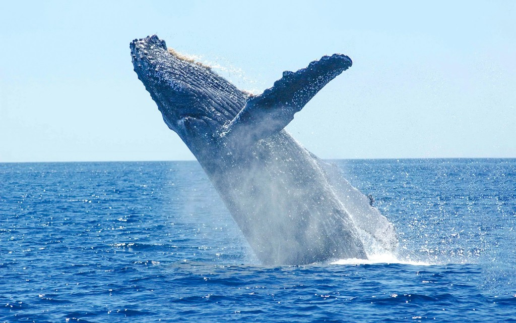 Reykjavík: Walbeobachtung auf einer Luxusjacht (Reykjavik: whale watching on luxury yacht) - 3