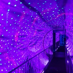 Ripley's Believe It or Not! Amsterdam : Billet d'entrée - 1