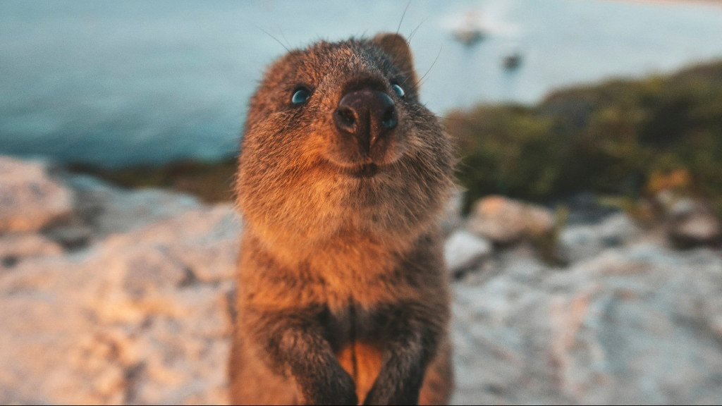 Rottnest Island Bus Tour with Round Trip Rottnest Express Ferry Transfer (Afternoon Bus Tour with Round Trip Ferry from Fremantle (9:30 AM Departure) - 1:50 PM Discover Rottnest) - 3