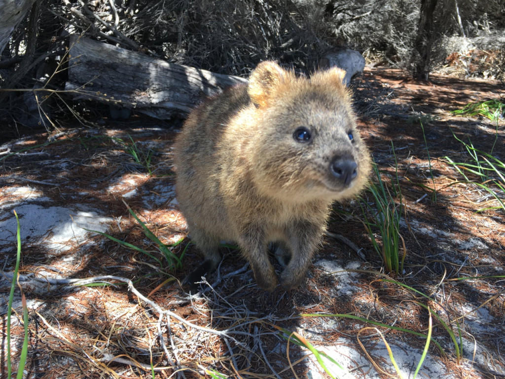 Rottnest Island Fortress Adventure Segway Tour with Round Trip SeaLink Ferry Transfer (Rottnest Island Fortress Adventure Segway Tour  with Round Trip SeaLink Ferry Transfer (Depart from Perth)) - 1