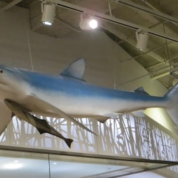Royal Ontario Museum Sonderausstellung: Haie - 3