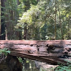 Russian River Valley: Full-Day Guided Tour from San Francisco + Wine Tasting - 1