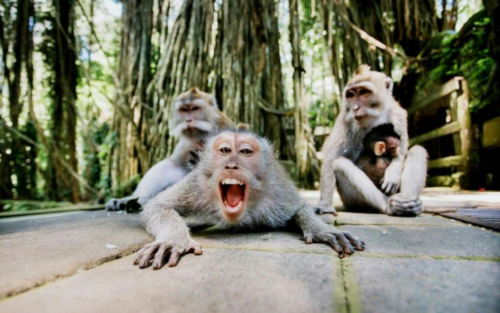 Sacred Monkey Forest Ubud Tickets - 1