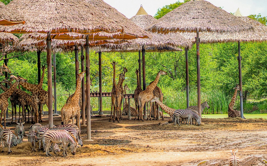 Ingressos para o Safari World + Parque Marinho com almoço e traslados opcionais
(Safari World + Marine Park + Buffet Lunch) - 1