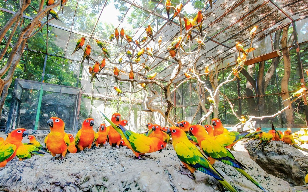 Ingressos para o Safari World + Parque Marinho com almoço e traslados opcionais
(Safari World + Marine Park + Buffet Lunch) - 2