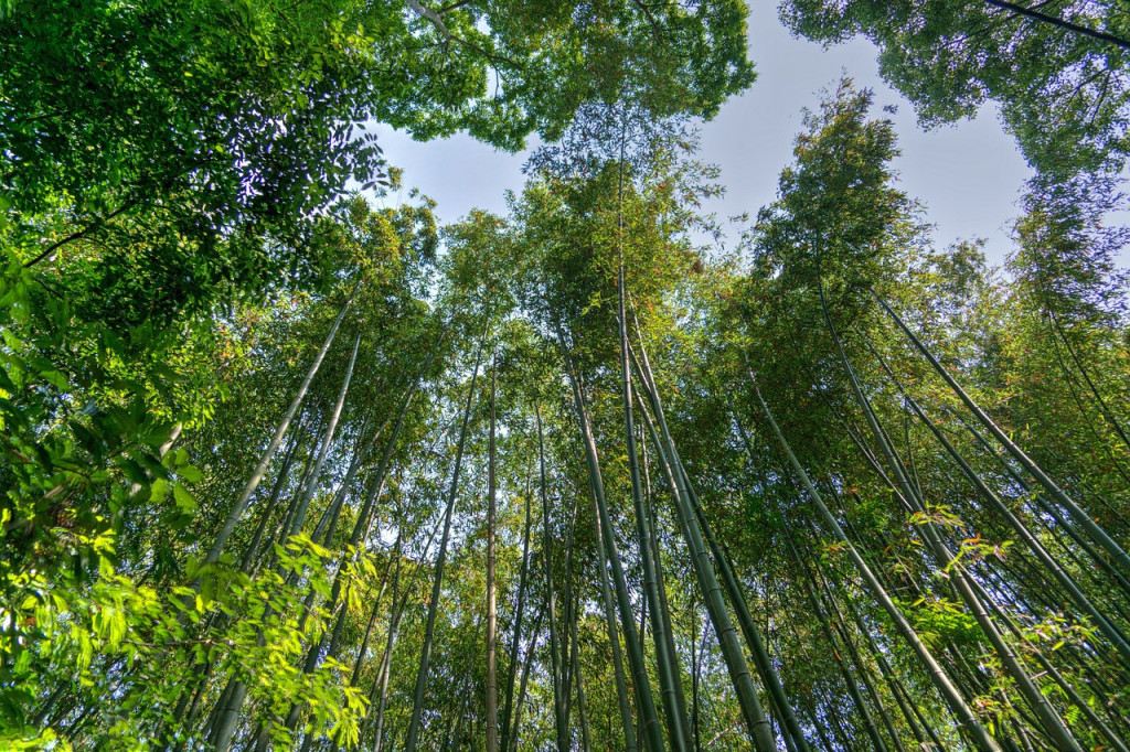Sagano Bamboo Grove and Arashiyama Half-Day Walking Tour - 1