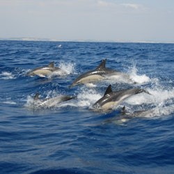 Sagres: Guided Dolphin Watching & Caves Tour - 2