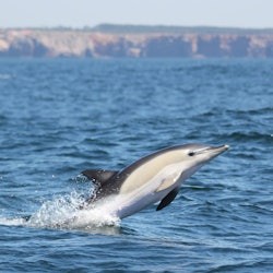 Sagres: Guided Dolphin Watching & Caves Tour - 3