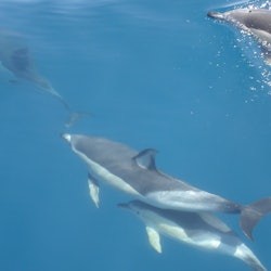 Sagres: Guided Dolphin Watching Tour - 1