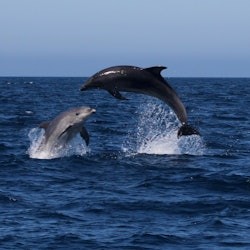 Sagres: Guided Dolphin Watching Tour - 2