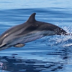 Sagres: Guided Dolphin Watching Tour - 3