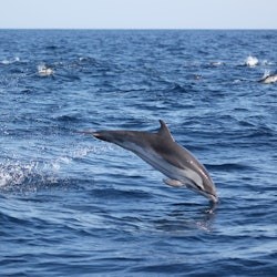 Sagres: Guided Wildlife Adventure Tour - 1