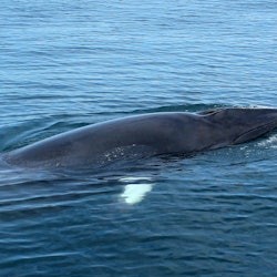 Sagres: Guided Wildlife Adventure Tour - 2