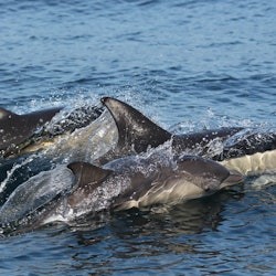 Sagres: Guided Wildlife Adventure Tour - 3