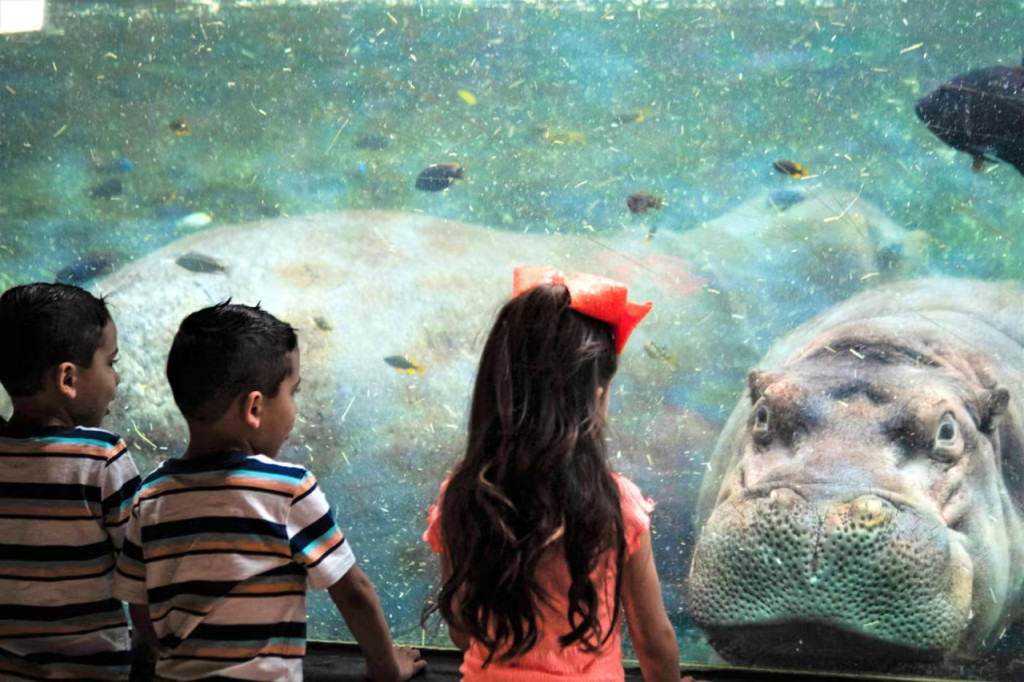 San Antonio Zoo Ticket (Admission) - 2