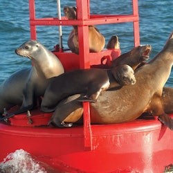 San Diego Bay: 90-Minute Sightseeing Cruise - 1