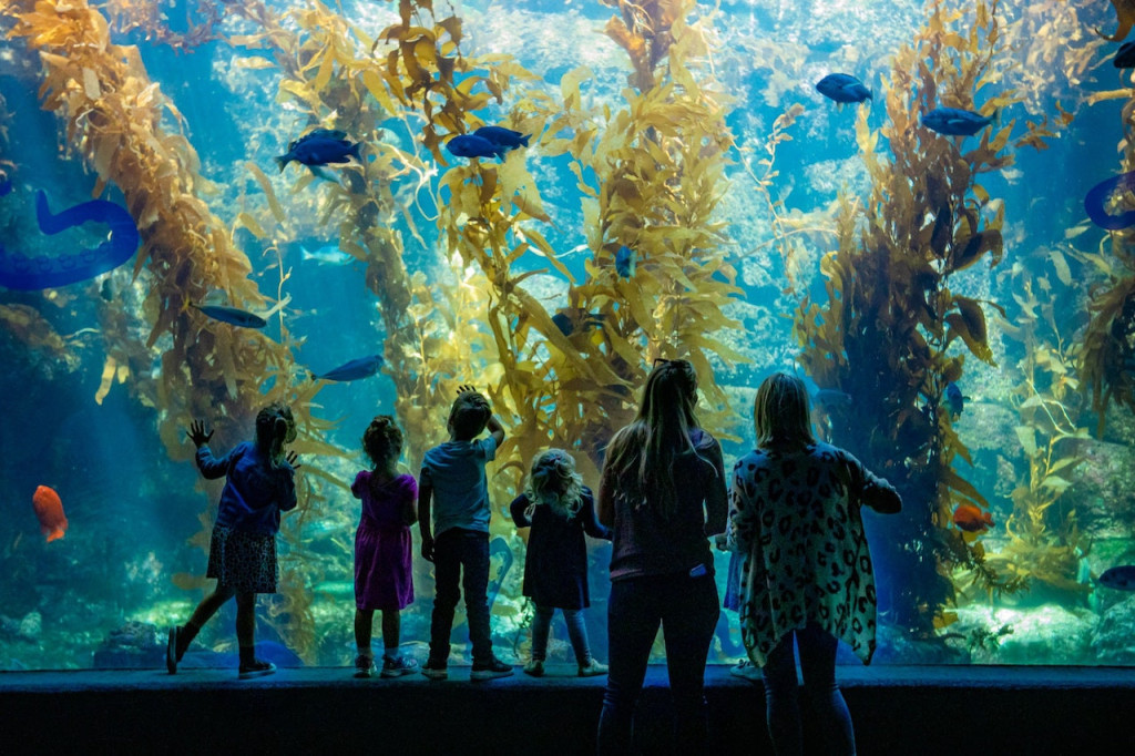 San Diego CityPASS (San Diego CityPASS - SeaWorld San Diego + Three Attractions) - 1
