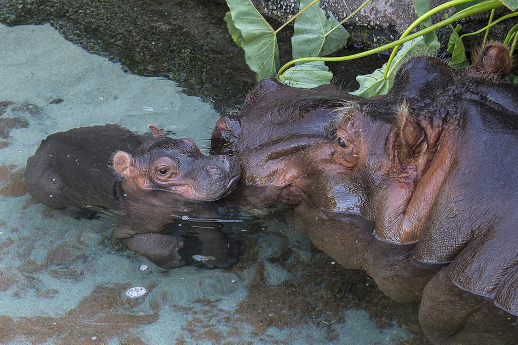 San Diego Zoo (2-Visit Pass: San Diego Zoo + San Diego Zoo Safari Park) - 2