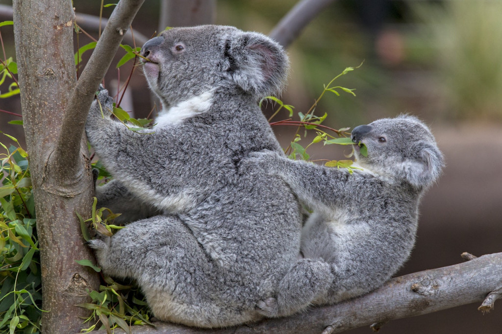 San Diego Zoo (San Diego Zoo - Admission) - 1