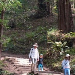 サンフランシスコ: Muir Woods & Sausalitoのガイド付きツアー(送迎付き) - 2
