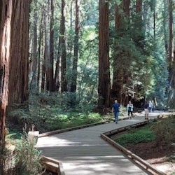 San Francisco: Inside Alcatraz Night Tour + Muir Woods & Sausalito - 3