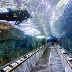 San Francisco: experiència VIP a l'Aquarium of the Bay - 2