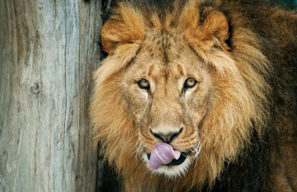 Schonbrunn Zoo (Schonbrunn Zoo - Skip-the-Line Admission) - 1