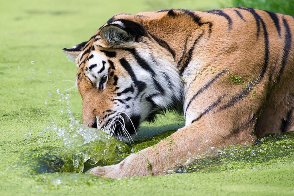 Schonbrunn Zoo (Schonbrunn Zoo - Skip-the-Line Admission) - 2