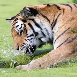 Schönbrunn Zoo: Skip The Line Admission Ticket - 1