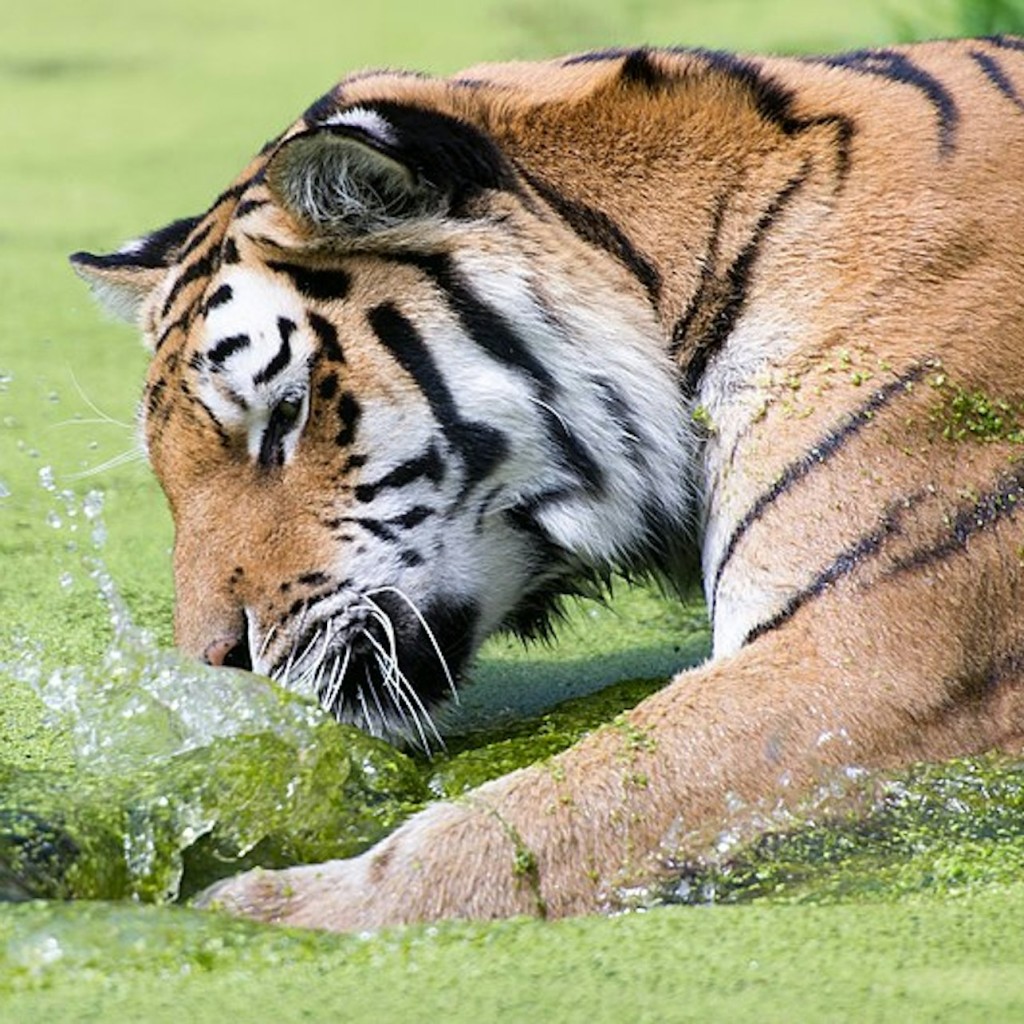 Schönbrunn Zoo: Skip The Line Admission Ticket - 3